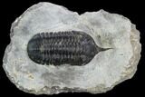 Bargain, Morocconites Trilobite Fossil - Morocco #127477-1